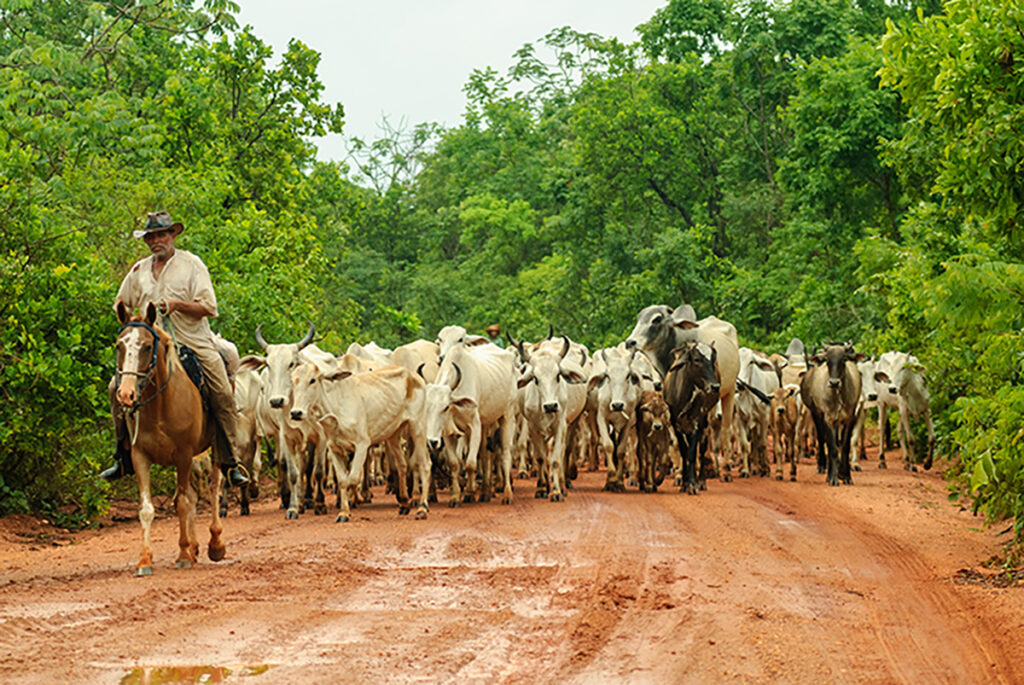 Brazilian Cattle Ranching