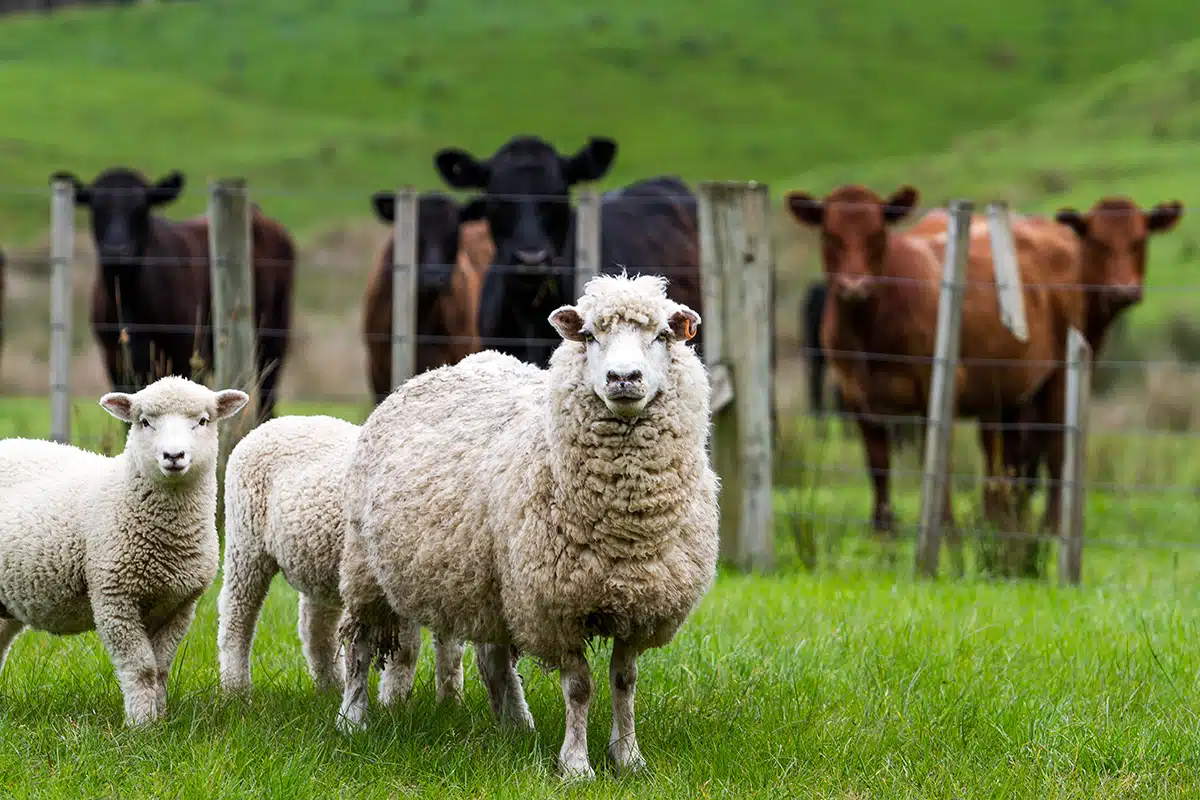 red meat in New Zealand. business english.